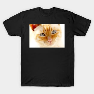 White cat face, blue eyes T-Shirt